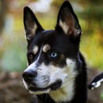 Собака внимательно смотрит