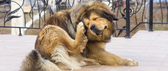 Собака