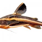 Сом Платидорас полосатый (Platydoras armatulus) аквариумная рыбка.