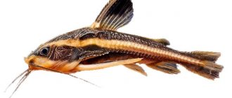 Сом Платидорас полосатый (Platydoras armatulus) аквариумная рыбка.