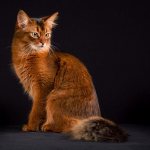 Сомалийская
