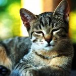 Сонливая кошка