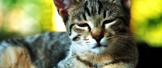 Сонливая кошка