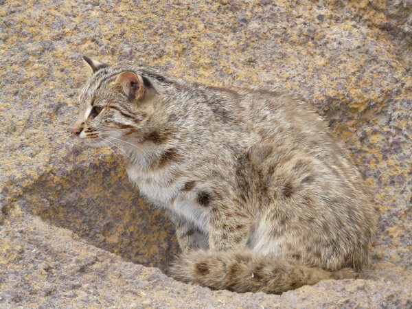Сообщение про дальневосточного кота по школе. Амурский лесной кот (дальневосточный, леопардовый): описание породы, образ жизни и характер