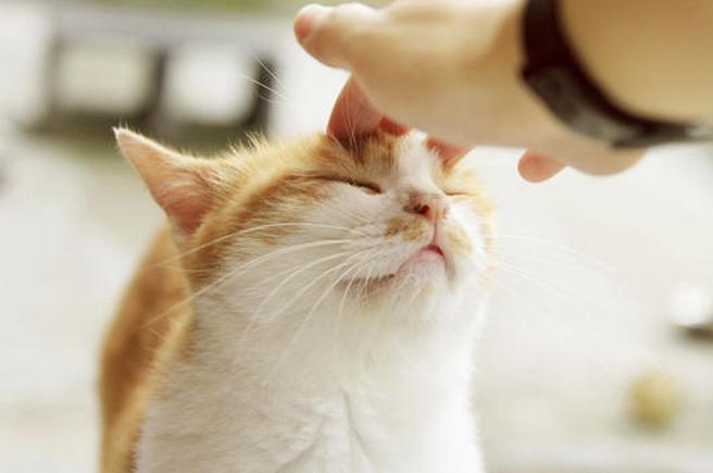 сотрясение мозга у кота что делать