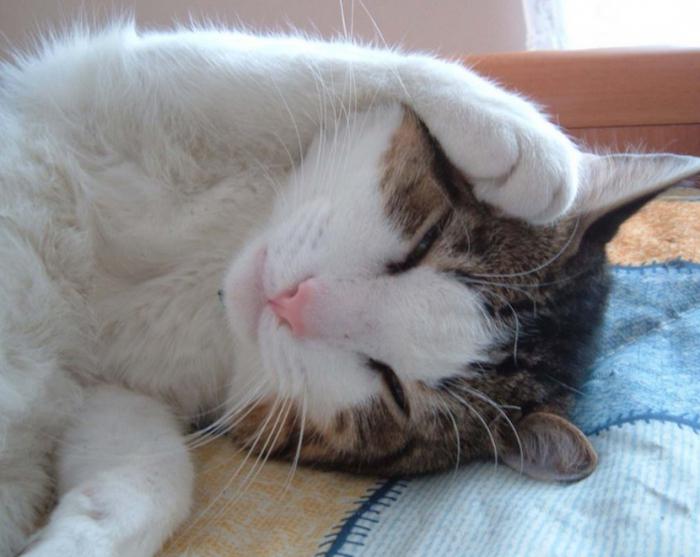сотрясение у кота симптомы