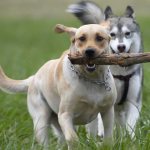 Советы по выбору клички для собак на английском языке