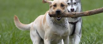 Советы по выбору клички для собак на английском языке