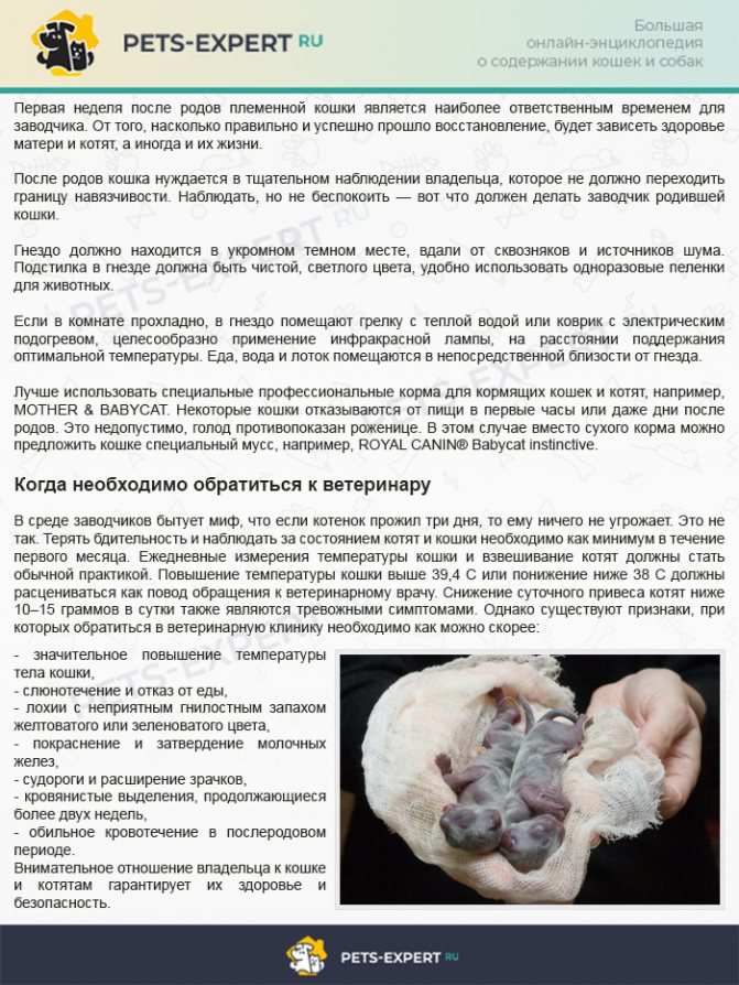Создание благоприятных условий для кошки и новорожденных котят