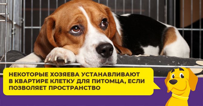 Способен ли маленький бигль превратить квартиру в хаос