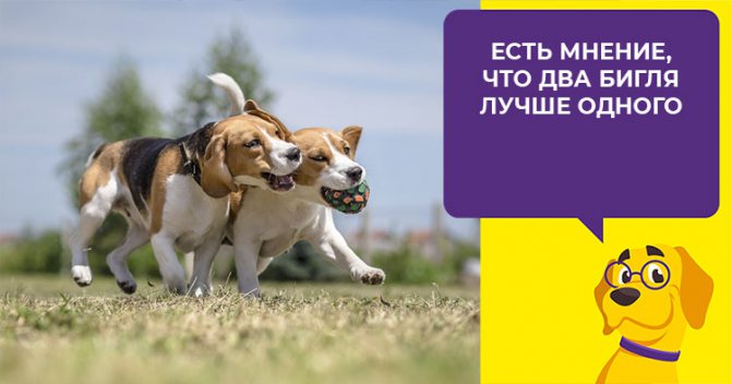 Способен ли маленький бигль превратить квартиру в хаос
