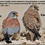 Сравнение