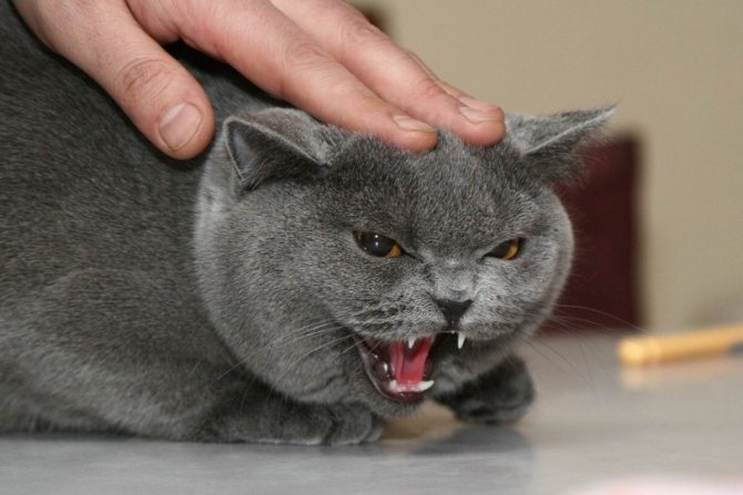 Среди котов довольно много недотрог, которым совершенно не по душе распускание рук