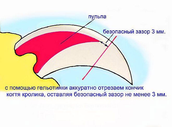 Срез ногтя кролика