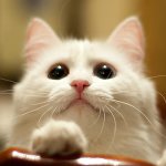 Стерилизация кошек - что нужно знать и как правильно делать?