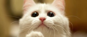 Стерилизация кошек - что нужно знать и как правильно делать?