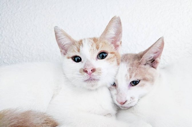 Стерилизация кошки фото