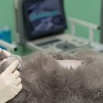 стерилизация кошки после родов