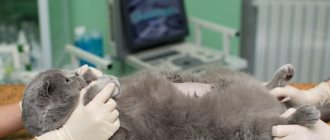 стерилизация кошки после родов