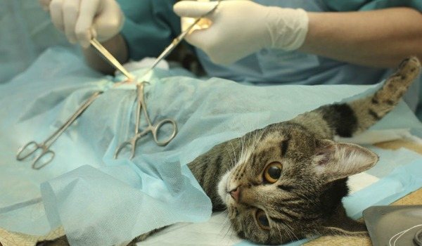 стерилизация кошки