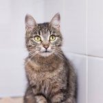 Стерилизация кошки