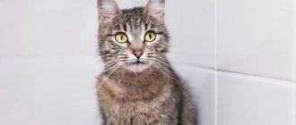 Стерилизация кошки