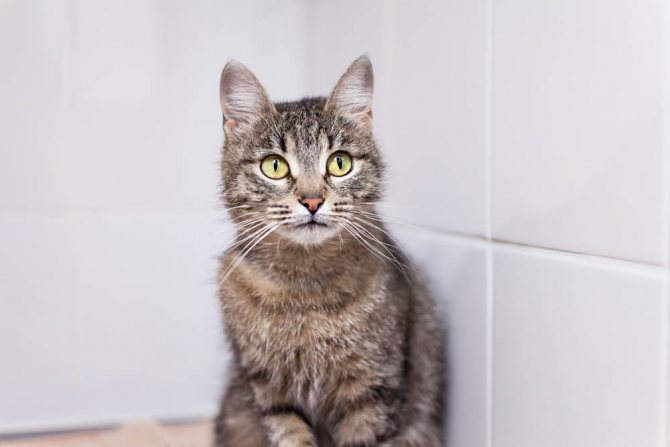 Стерилизация кошки