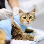 Стерилизация кошки