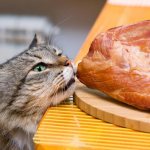 стерлизованных кошек требует особое внимание