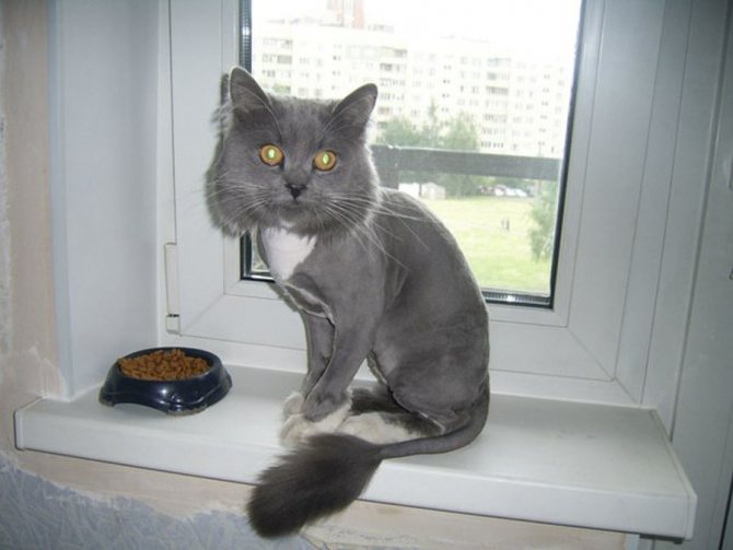 Стрижка кота под льва: фото