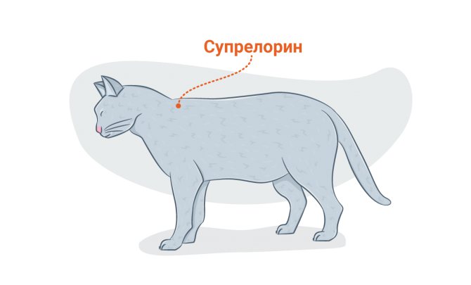 Супрелорин: имплант для кошек от течки