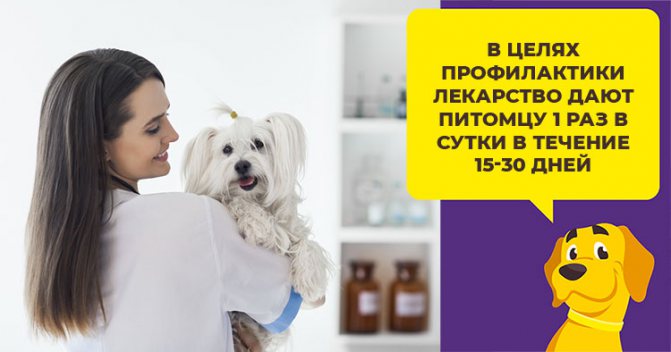 Свойства и особенности приема препарата Эмицидин для лечения собак