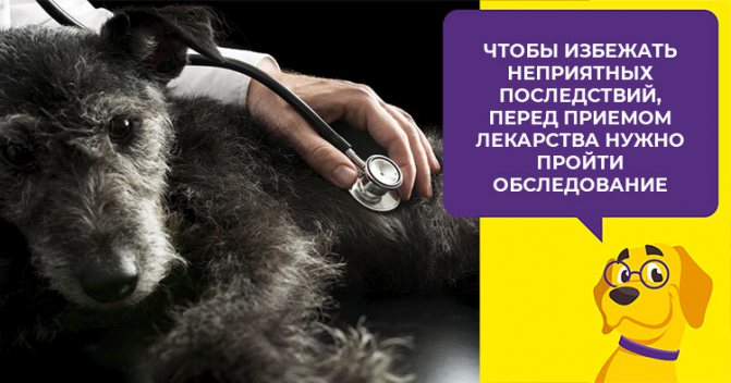 Свойства и особенности приема препарата Эмицидин для лечения собак