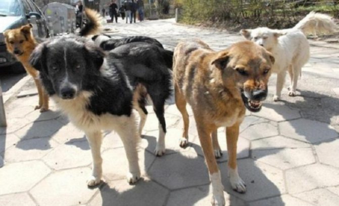 Свора бродячих собак
