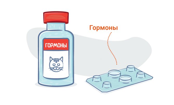 Таблетки и капли от течки для кошек: опасность применения гормонов