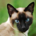 тайская и сиамская кошка отличия