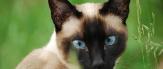 тайская и сиамская кошка отличия