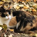 Трехцветная-кошка-Описание-особенности-приметы-и-породы-трёхцветных-кошек-1