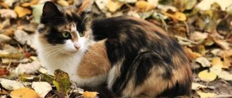 Трехцветная-кошка-Описание-особенности-приметы-и-породы-трёхцветных-кошек-1