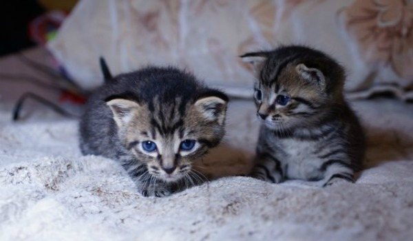 трехнедельный котенок