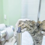 третье веко у кошки