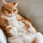 Твердый живот у кота