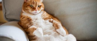 Твердый живот у кота