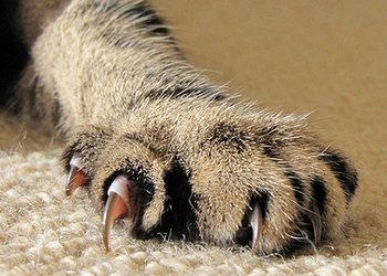 у кошки постоянно слоятся когти