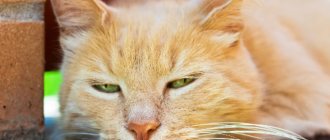 У кошки пропал голос – причины и лечение