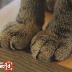 У кошки теплые лапы. У кошки холодные лапы: выявляем причины и предотвращаем последствия. У кота горячий нос – что делать