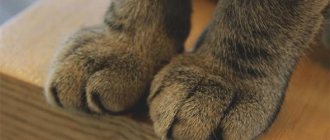 У кошки теплые лапы. У кошки холодные лапы: выявляем причины и предотвращаем последствия. У кота горячий нос – что делать