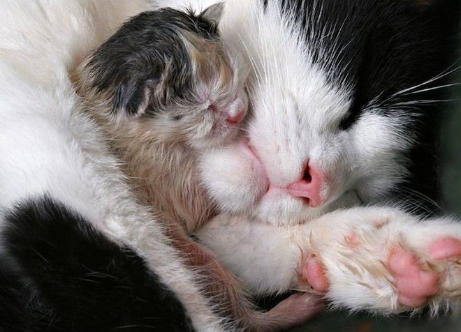 У кошки теплые лапы. У кошки холодные лапы: выявляем причины и предотвращаем последствия. У кота горячий нос – что делать
