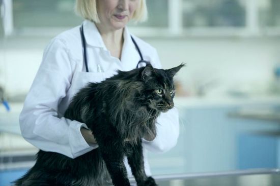 у кота обнаружены паразиты