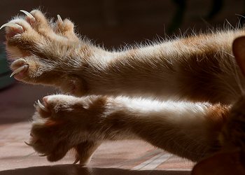 у кота слоятся когти
